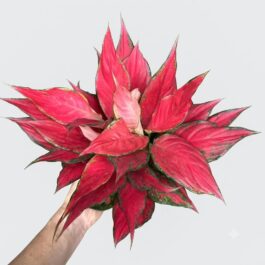 Aglonema Red Angel – Narrow leaf (Single plant)