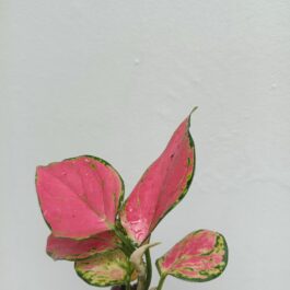 Aglonema Red Angel – Narrow leaf (Single plant)