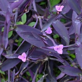 Purple heart plant (3 stem cuttings)