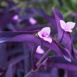 Purple heart plant (3 stem cuttings)