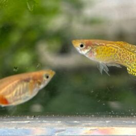 Yellow lace top sword guppy pair