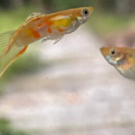 Yellow bottom sword guppy pair