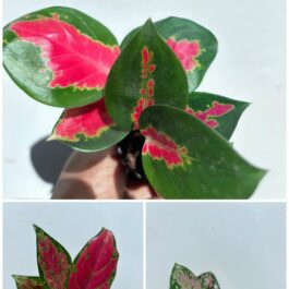 Aglonema Combo ( jaipong red, red Valentine, red marun)