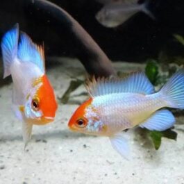 Powder Blue Ram (pair)