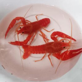 Red cray fish (2 pair)
