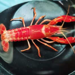 Red ghost cray fish (2 pair)
