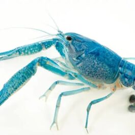 Electric blue Crayfish (2 pair)