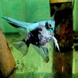 Smokey Blue Paraiba Angel AAA grade (4 pcs)