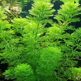 25 stems of Giant Ambulia (25 stems pack)