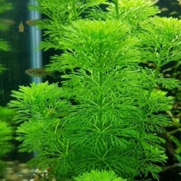 25 stems of Giant Ambulia (25 stems pack)