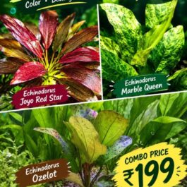 Echinodorus combo( joyo red, marble queen, ozelot)