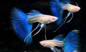 Topaz blue c fin guppy (pair) - Image 2