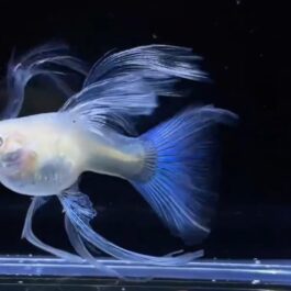 Topaz blue c fin guppy (pair)