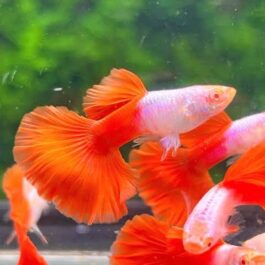 Albino silverado guppy (pair)