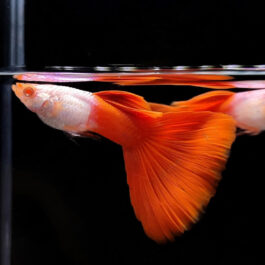 Albino silverado guppy (pair)