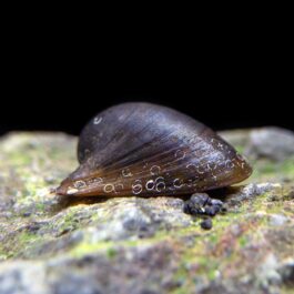 Batman nerite snail (5 pcs)