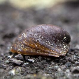 Batman nerite snail (5 pcs)