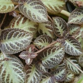 Episcia Silver Shield (Single plant)