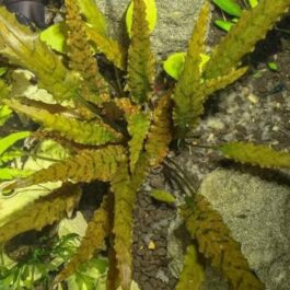 Jumbo sized TC cup- Cryptocoryne axelrodi – (Tissue Culture cup)