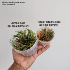 Jumbo sized TC cup- Cryptocoryne axelrodi – (Tissue Culture cup)