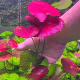Underwater peru lily/  Nymphaea Peru Puerto Maldonado (single plant- large size)