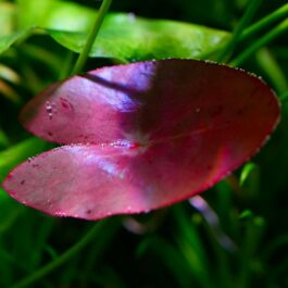 Underwater peru lily/  Nymphaea Peru Puerto Maldonado (single plant- large size)