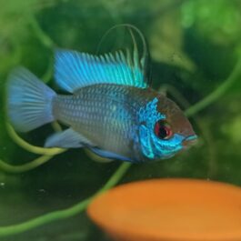 Electric blue ram breeding pair