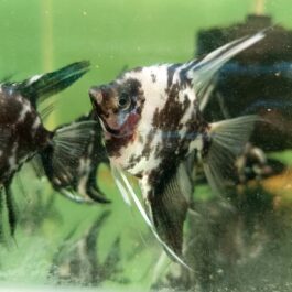 Marble blushing Breeding size (2 pcs)